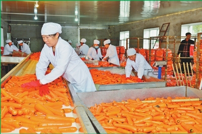 從沃土到市場 雙鴨山苗木產(chǎn)業(yè)如何實現(xiàn)“種得好”與“賣得好”的共贏